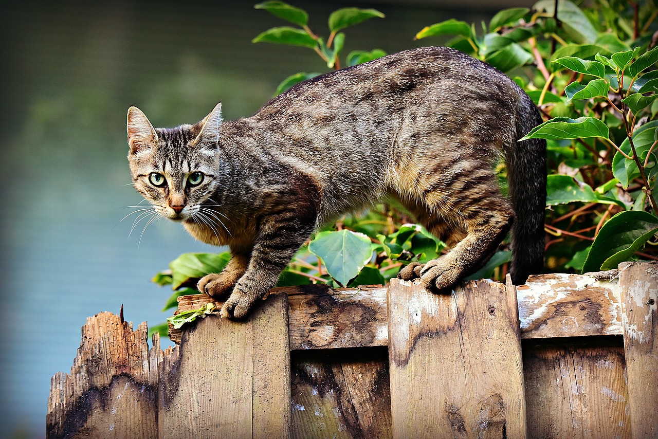 FelV elleni védekezés cicáknál