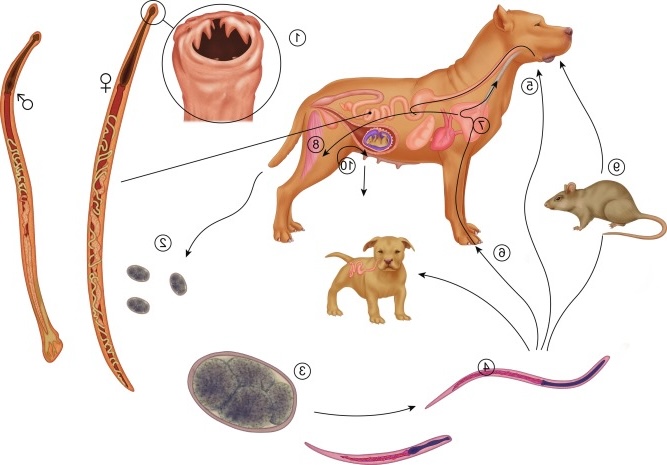 Ancylostoma caninum