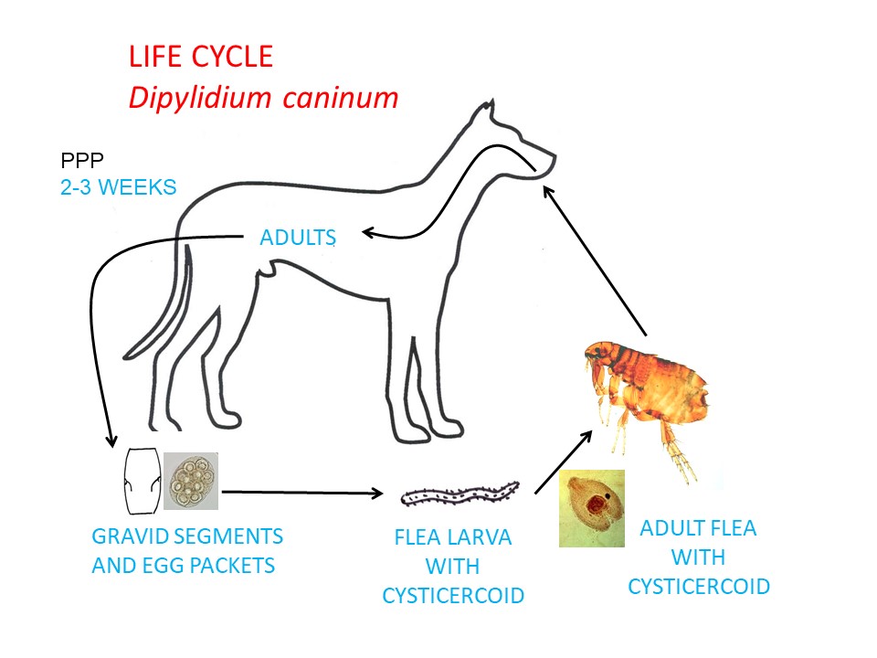 Dipylidium caninum