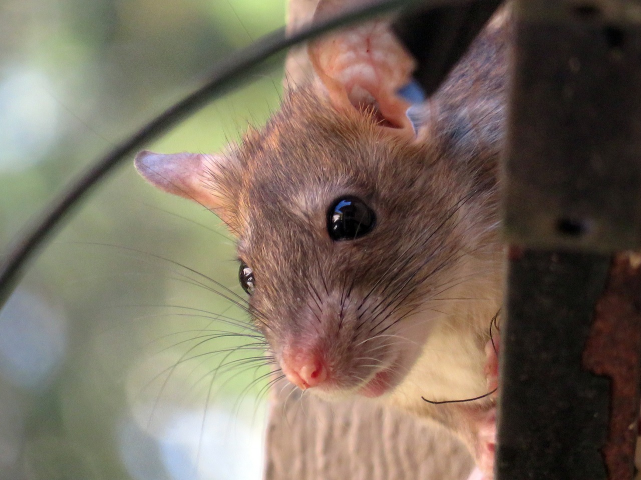 rágcsálókat is érinti a leptospirosis