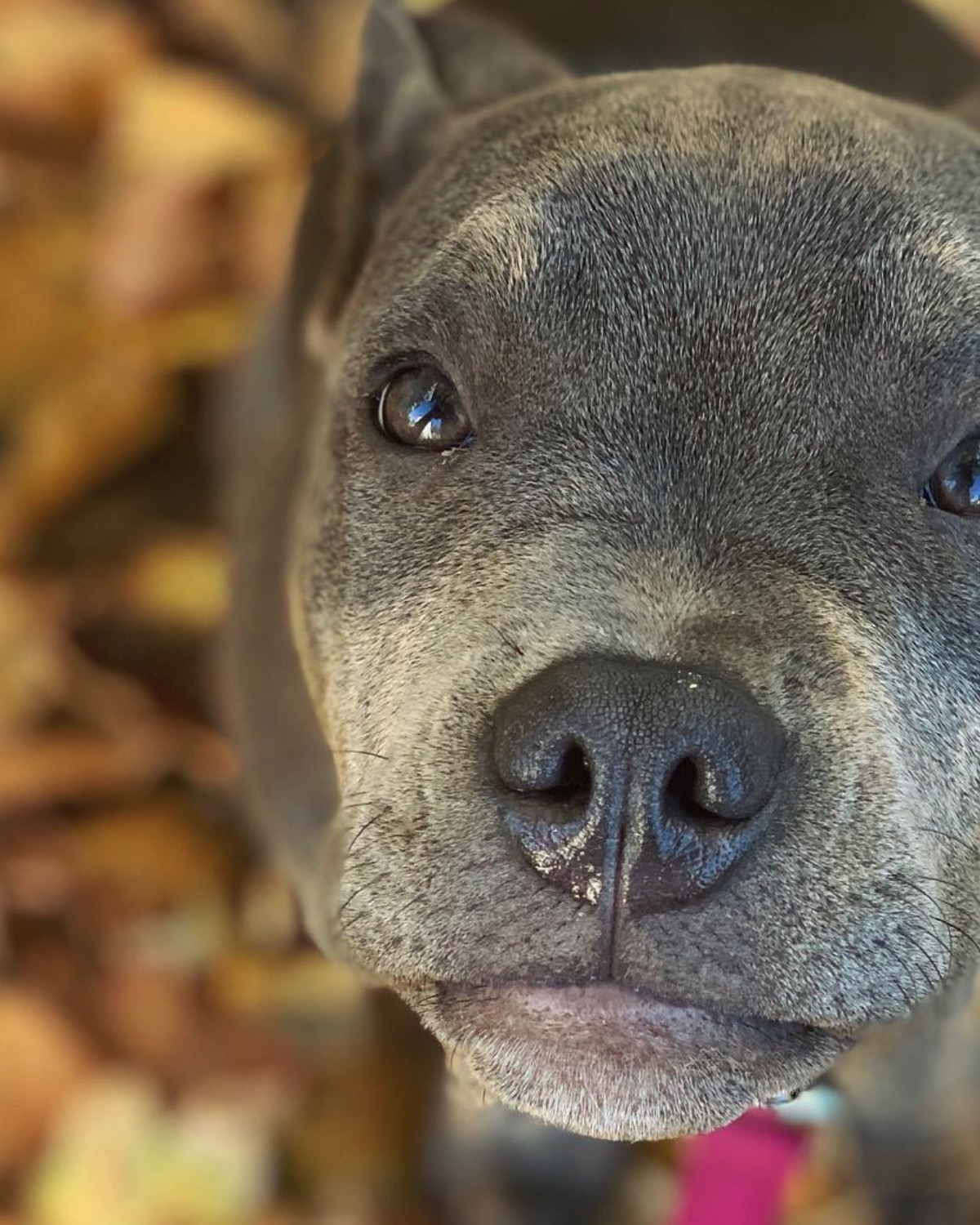 staffordshire bullterrier