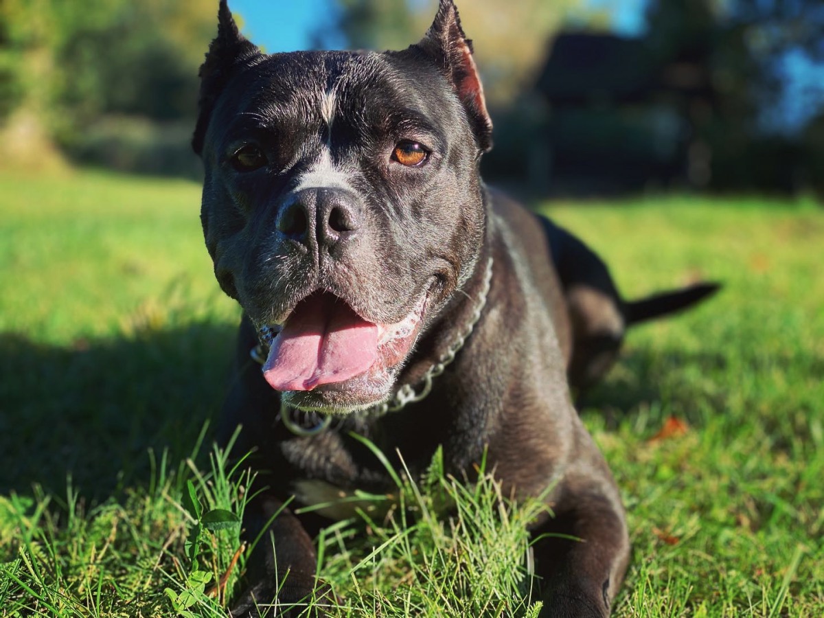 staffordshire bullterrier idegrendszeri problémák